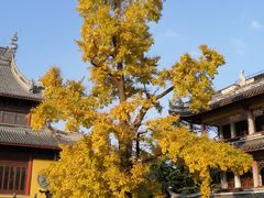 -上海青龙寺