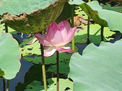 -荔湾湖公园