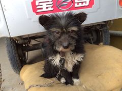 -宠颐生中康贝怡动物医院
