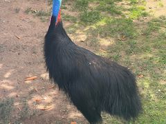 -西霞口神雕山野生动物世界