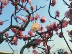 -秀丽东方