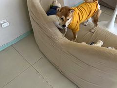 -怪兽屋·羊驼·猫咖·狗咖(俊华广场店)