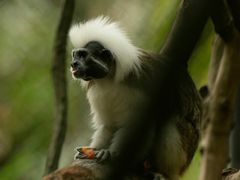 -广州长隆野生动物世界