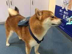 -宠颐生宠物医院外科·内科·皮肤科·影像科(石龙店)