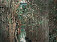 -白鹭湾湿地公园