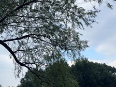 -上海共青森林公园