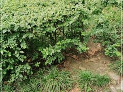 -成都杜甫草堂博物馆