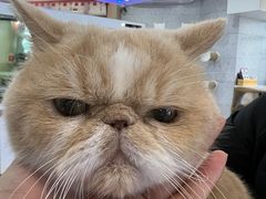 -喵园·猫主题咖啡厅·撸猫·猫咖(国贸店)