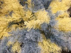 -KKV(深圳宏发大仟里店)