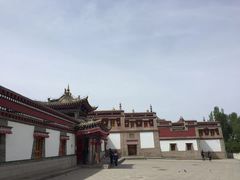 -塔尔寺-菩提树