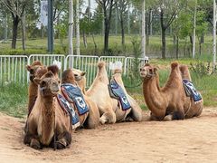 -鄂尔多斯野生动物园