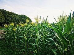 -八卦田遗址公园