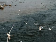 -深圳湾公园(南山区)