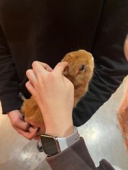 -Zoolung Zoolung动物主题公园(海信广场店)