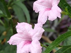 -国家植物园南园