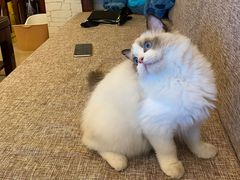 -momokira米努特·德文卷毛猫·棉花面纱犬