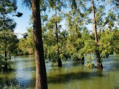 -上海长兴岛郊野公园