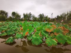 -同銮特种养殖场·龙虾垂钓