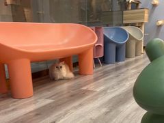 -BABIT巴比特宠物(MOMOPARK店)