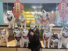 -Husky Go! 哈士奇体验馆·宠物咖啡厅狗咖