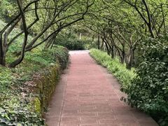 -南山植物园