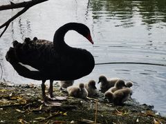 -池杉湖湿地公园