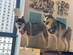 -Husky Go! 哈士奇体验馆·宠物咖啡厅狗咖