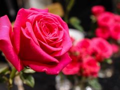 生日-慢隅法式小馆·生日求婚西餐厅