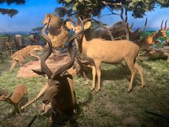 -国家自然博物馆