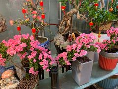 -宝鸡东道花鸟鱼虫市场(吉利花园商场店)