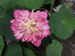 -苏州艺都古玩花鸟市场