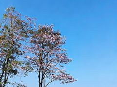 -海珠湖公园