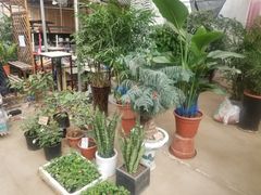 -龙大花卉苗木市场