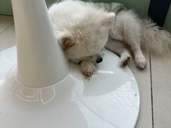 -怪兽屋·羊驼·猫咖·狗咖(俊华广场店)