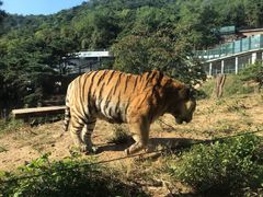 -大连森林动物园