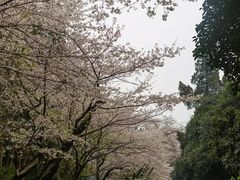 -武汉大学-樱园