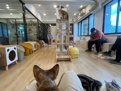 -有喵·猫咖·狗咖·30几只猫10只小狗(岗厦店)