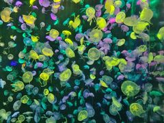 -珠海长隆海洋王国