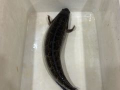-九寨沟石锅鱼(沣峪口二十年店)