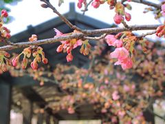 -顾村公园