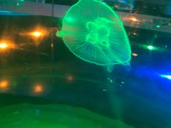 -锦艺城海洋馆
