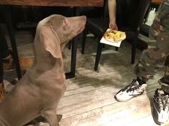 -百好乐宠物友好餐厅(朝外大街店)