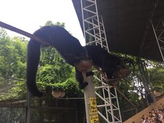 -清迈夜间动物园