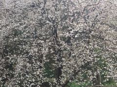 -武汉大学-樱园