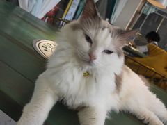 -喵喵咪呀布偶猫咖(春熙路店)