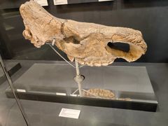 -北京周口店北京人遗址博物馆