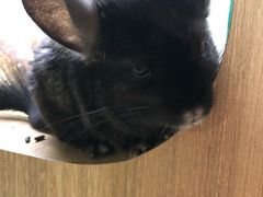 -藦茜花园宠物主题亲子互动体验馆(国顺东路店)