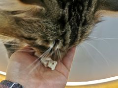 -COLOR PETS 撸猫馆·购猫·猫咖(长风大悦城店)