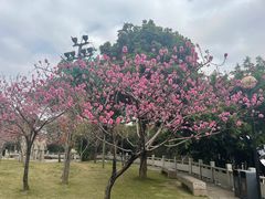 -船政文化景区-罗星塔公园