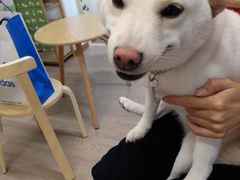 -柴迷FANS CLUB·柴犬狗咖·猫咖